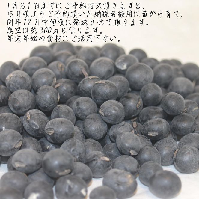 黒豆 京都 2027年 先行予約 丹波の黒豆 約300g るり渓 大河内生産組合発 丹波 野菜 国産 おやつ スイーツ 正月 おせち料理 おせち 先行 ※北海道・沖縄・離島への発送不可 秋26