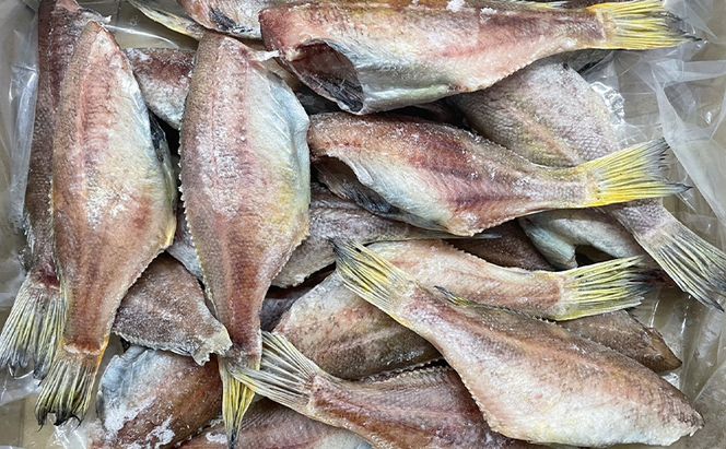 北海道産 やなぎのまい 一夜干し 1.5kg [ 柳の舞 干物 魚 北海道 焼き魚 ]