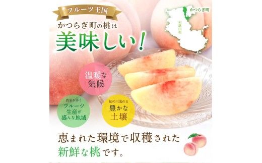 【2027年発送分先行予約】数量限定！【モモ】川中島白桃 約2kg 6個入  100個に1個の特選最上級秀品！ こだわり農家厳選！ / 和歌山県 かつらぎ町 もも 桃 高級 贅沢 特選 ※2027年7月末から8月末順次発送予定 ※離島への配送不可 【kgr036】