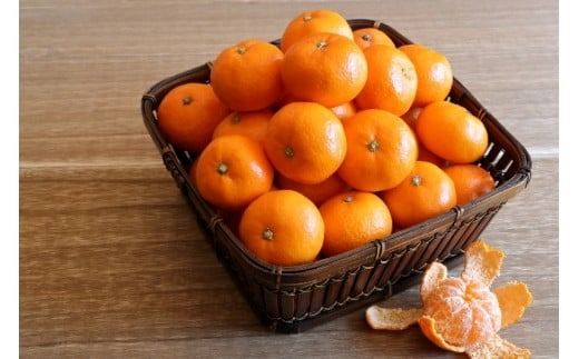 【先行予約・年明け配送】令和8年1月から出荷開始/荒木一番みかん約5kg _1271R-2