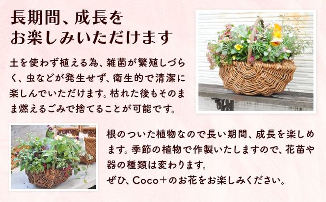 【全5回定期便】季節の寄せ植え ブリコラージュフラワー