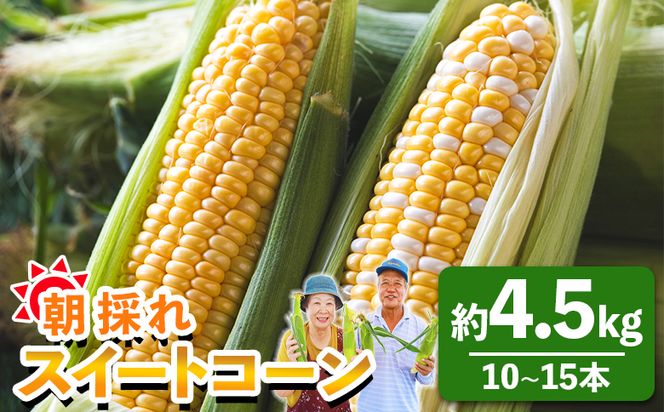 先行予約受付中！朝採れスイートコーン 約4.5kg（10～15本）- 野菜 とうもろこし とうきび トウキビ BBQ キャンプ 旬 おやつ 特産品 数量限定 季節限定 期間限定 sg-0009