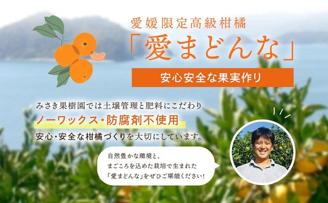 【先行予約】【家庭用】愛まどんな 3kg（L・2L・3L サイズ） ※離島への配送不可（2026年12月上旬頃より順次発送予定） IKTAR017