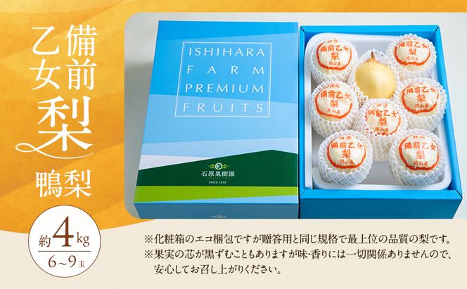 梨 2026年 先行予約 備前乙女梨（鴨梨） 6～9玉 合計約4kg【11月下旬～12月中旬頃発送】  ナシ なし 岡山県産 国産 フルーツ 果物 ギフト 石原果樹園