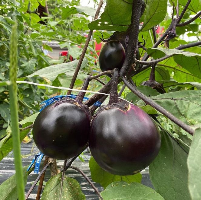 【先行予約・2026年7月発送】京ブランド野菜・賀茂茄子（かもなす） 6個 約1.5kg 261009_A-DA002