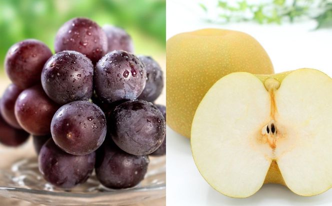 ［先行予約］［数量限定］梨とたなねし巨峰の詰め合わせ 約2kg　★2026年8月中旬頃より順次発送 BZ127