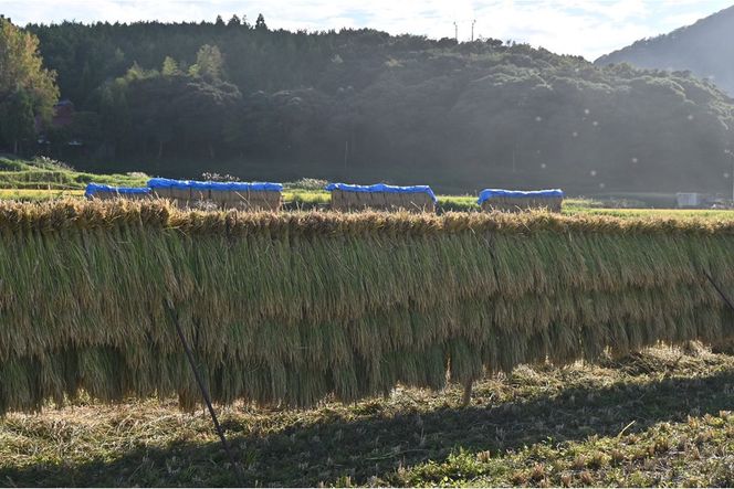 令和7年産　日本晴（玄米）2kg 米 玄米 2kg ふるさと納税 京都 丹後 数量限定　YF00011