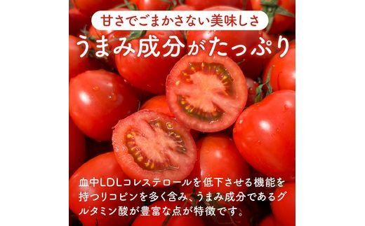 【限定出荷】"たまとま"＋カラーミニトマト(約8kg)《 野菜 トマト ミニトマト カラートマト 期間限定 送料無料 おすすめ 美味しい セット とまと ふるさと納税 》【2403C12102】