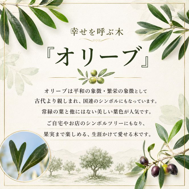 【 小豆島 】【2026年3月より発送】瀬戸内のオリーブ苗木2本セット 植物 インテリア 観葉植物 