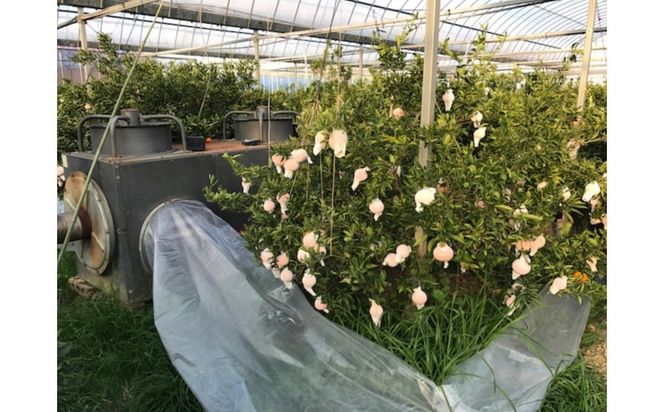 ［4箱セット］甘っ子 小玉 ハウス せとか 9玉入 × 4箱 手さげ箱 南泰園 BS174