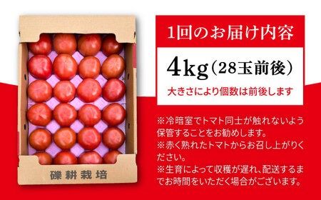 【全3回定期便】糸島産 絶品トマト かれん (4kg28玉前後) 糸島市 / シーブ 野菜 とまと[AHC066] トマト糸島市内の直産市場でもトップクラスの売り上げ！！