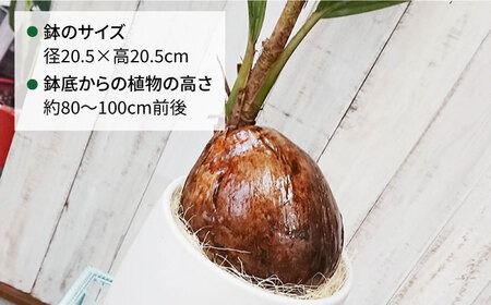 ココヤシ 糸島市 / cocoha [AWB012] 観葉植物 緑 グリーン 暮らし インテリア 植物 鉢 おしゃれ 室内  かわいい