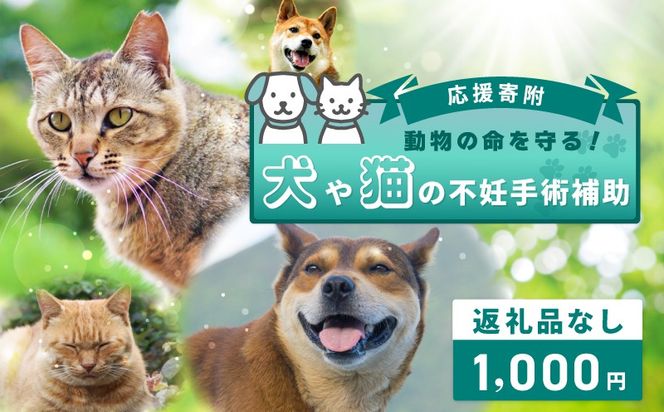ON0026 【返礼品なし】動物の命を守る！犬や猫の不妊手術補助 応援寄附（大阪府泉佐野市）　
