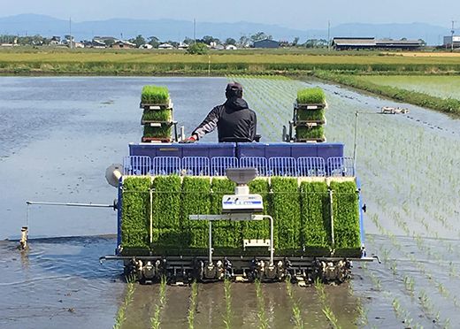 【7年産】近江米 環境こだわり米 コシヒカリ 無洗米【5kg×1】【BN14W】5kg 米 こしひかり コシヒカリ おこめ 贈り物 人気米 ご飯 白米 コメ 贈答 滋賀県 近江八幡市 無洗米