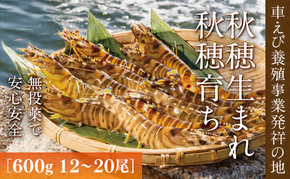 D036 旭水産活き車海老（あいおえび）600g（12～20尾）【養殖】