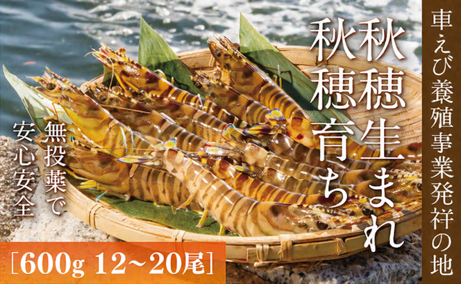 D036 旭水産活き車海老（あいおえび）600g（12～20尾）【養殖】