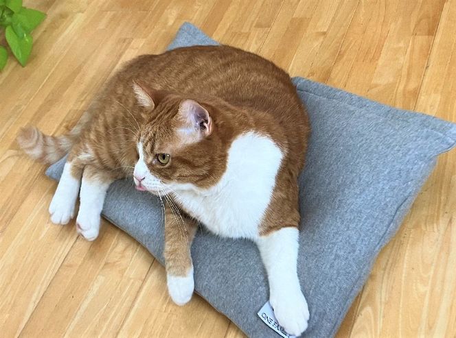 【たっぷり!!リアルダウン使用】ペット用　羽毛クッションベッドセット　犬や猫が大好き!!　ペットベッド　H162-041