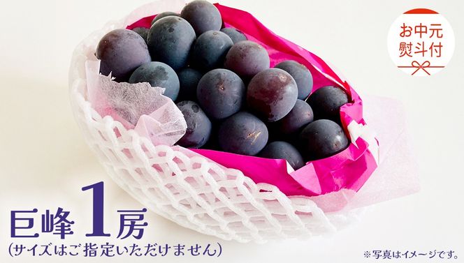 【 お中元 熨斗付き】 巨峰 １房 【2026年8月上旬発送開始】(茨城県共通返礼品：大子町) ぶどう 葡萄 ブドウ フルーツ 果物 スイーツ ギフト 贈答用 贈り物 プレゼント