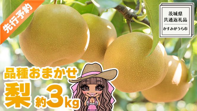 【 先行予約 】 品種おまかせ 採れたて 完熟天使の 甘梨 約 3kg （ 茨城県共通返礼品： かすみがうら市 ） 【 2026年8月中旬頃発送 】 フルーツ 果物 なし ナシ 旬 新鮮 旬 期間限定 甘い 国産