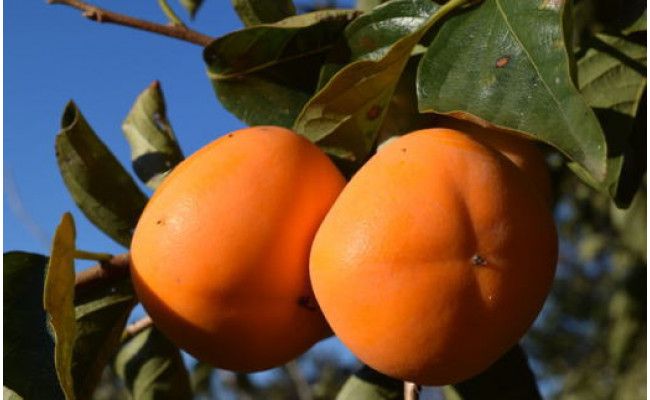【厳選・産直】和歌山産のたねなし柿2L～4Lサイズ約4kg（化粧箱入り）