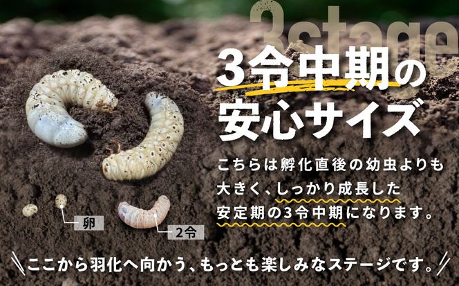 【先行予約】ヘラクレスオオカブト3令幼虫ペア ※育て方の説明書付き※配送不可地域あり【2026年9月から順次発送】 304018_CW003