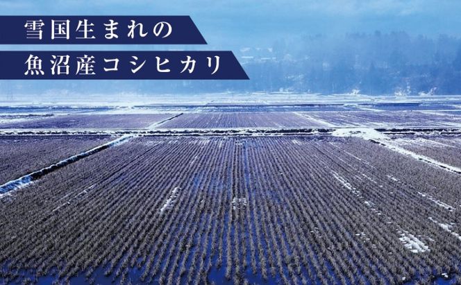 数量限定 従来品種 魚沼産コシヒカリ 精米 5kg×6