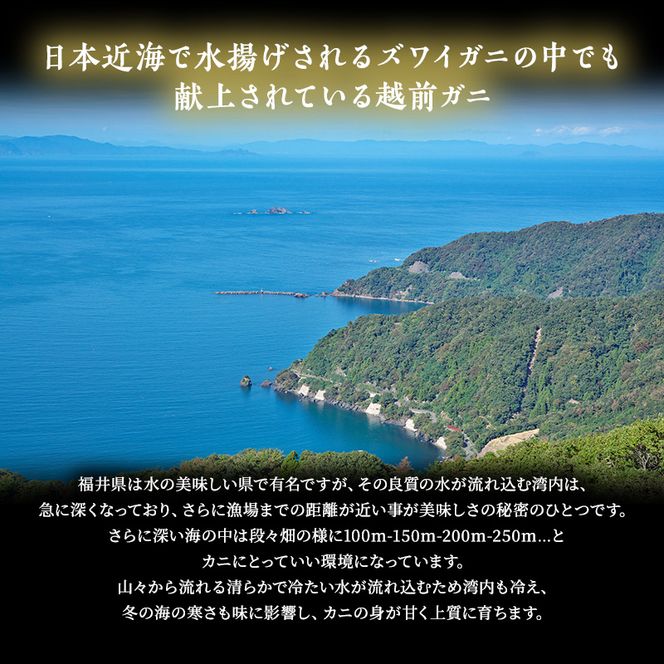 かに 期間限定 茹で 越前がに 約700g以上 1杯 ずわい蟹 ボイルカニ ボイル 魚介類