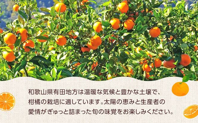 ご家庭用 はっさく約4kg 大小サイズ 混合   FB03