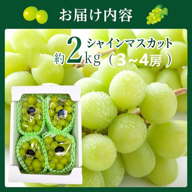 ぶどう 贈答用 シャインマスカット 約2kg 3～4房 高梁市産  2027年 先行予約 贈答用 化粧箱 大粒 葡萄 ブドウ うめづぶどう園