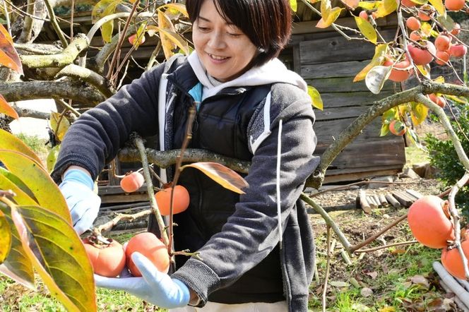 ハリヨファームの富有柿／高糖度品種 完熟甘柿  12個／11月下旬より発送予定