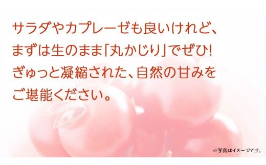 フルーツトマト 約900g (13～16個)【2027年3月上旬発送開始】(茨城県共通返礼品：大子町) トマト とまと 野菜 やさい