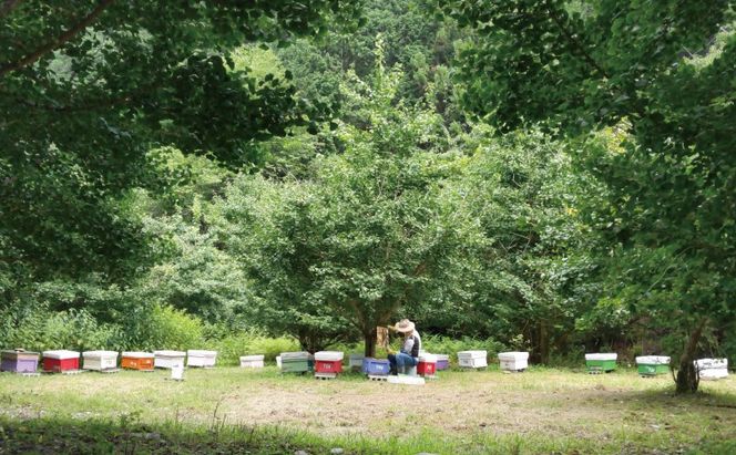 合計1800g 天然蜂蜜 国産蜂蜜 非加熱 生はちみつ 岐阜県 美濃市産 初夏 (蜂蜜600g入りガラス瓶2本、蜂蜜300g入りピタッとボトル2本のセット)B16 深田養蜂のハチミツ