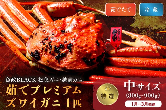 【蟹の匠 魚政】茹で　プレミアムズワイガニ 魚政BLACK（松葉ガニ・越前ガニ）特撰 中サイズ（800～900g） 1匹 (1月～3月発送）　UO01297