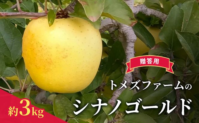 シナノゴールド（贈答用） 約3kg（8玉〜12玉入り）トメズファーム　りんご　長野　果物　フルーツ