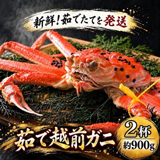 茹で越前ガニ【期間限定】食通もうなる本場の味をぜひ、ご堪能ください。約900g 2尾セット 越前がに 越前かに 越前カニ カニ ボイルガニ ずわい蟹 ずわいガニ ズワイガニ 蟹 
