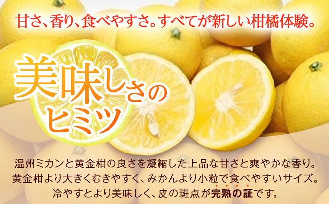 〈超希少商品〉神奈川生まれの柑橘 ハウス栽培の湘南ゴールド＜出荷開始：２０２６年２月１５日出荷開始～２０２６年３月１０日出荷終了＞【フルーツ オレンジ 果物 柑橘 贈答用 家庭用 自宅用  神奈川県小田原市】 142069_GPA001