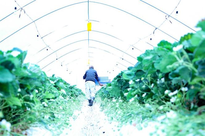 【完熟クラフト苺BERRY】有名シェフ御用達【樹上完熟赤いちご】約500g（出荷2026年12月上旬～2027年5月下旬）【yuji0009】
