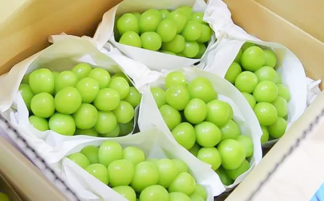 シャインマスカット 3～6房 約3kg ぶどう ブドウ 葡萄 マスカット 果物 フルーツ 長野県 長野 山ノ内町