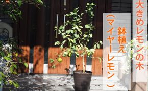 鉢植え レモンの木 マイヤーレモン 大きめ 茶プラ鉢 10号 配送不可 北海道 沖縄 離島 苗木 植物 