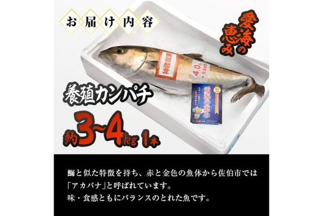 養殖 カンパチ (約3-4kg・1本) 直送 産直 漁師 魚 鮮魚 養殖 カンパチ 間八 白身魚 獲れたて 刺身 煮つけ 唐揚げ 塩焼き 冷蔵 豊後水道 大分県 佐伯市 愛海の恵み【CS23】【 (有)丸昌水産】