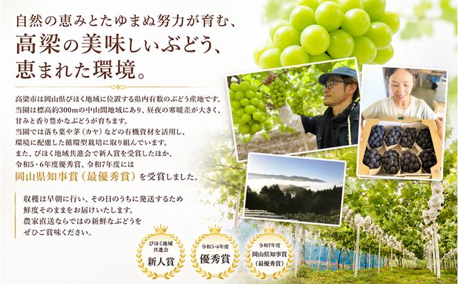 2回定期便 贈答用 シャインマスカット約2kg(3-4房)×ニューピオーネ約2kg(3-4房) 岡山県高梁市産 うめづぶどう園 化粧箱入り 葡萄 ブドウ 大粒  配送不可：北海道、沖縄、離島
