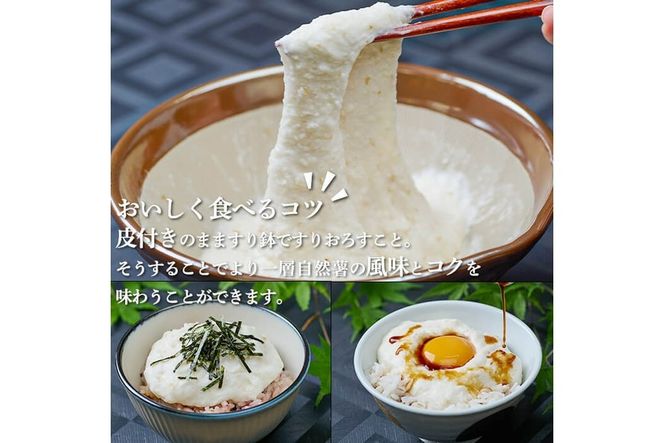 ＜先行予約受付中！2025年11月下旬から順次発送予定＞＜期間限定＞山菜の王者自然薯 (約1.2kg)  山芋 じねんじょ とろろ 長いも 国産 旬 野菜 新鮮 やさい 常温 保存 宮崎県 門川町 【自然薯組合】【Y-1】