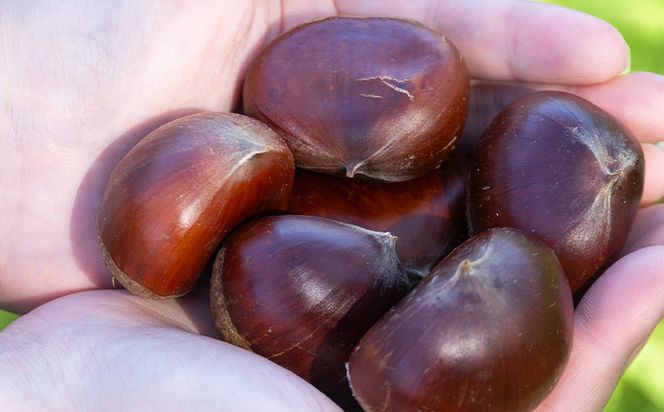 栄養豊富な秋の味覚 クリ（栗） 2袋（２kg）　yr-0103