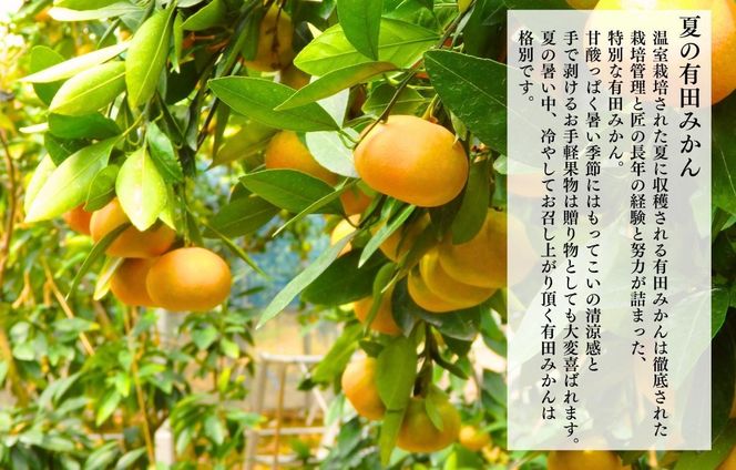 【母の日ギフト】ハウスみかん 温室栽培 夏の有田みかん 1kg 秀品 L M Sサイズのいずれか 和歌山県産 産地直送 【みかんの会】 AX359