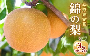 梨 先行予約 3kg 平野果樹園 錦の梨 清流錦 2026年発送 フルーツ 果物 デザート 配送不可：離島 