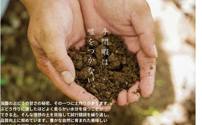 訳あり 瀬戸ジャイアンツ 2房 合計1.0kg以上 産地直送 朝採れ ぶどう 葡萄 岡山 Kawahara Green Farm 岡山県産 2026年 先行予約