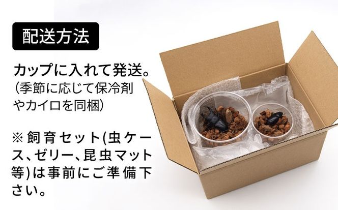 オオクワガタ ペア (Mサイズ)　糸島市 / 糸島クワガタの森 昆虫 ペット [AUN003] クワガタ オオクワガタ  クワガタムシ 昆虫 ペット 虫 生体 国産 ペア 成虫