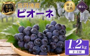 【先行予約】樹上完熟種無しピオーネ1.2kg（2～3房）（2026年9月上旬～発送） ふるさと納税 ぶどう ブドウ 葡萄 ふるさと納税 先行予約 ふるさと納税 フルーツ くだもの 果物　BF00018