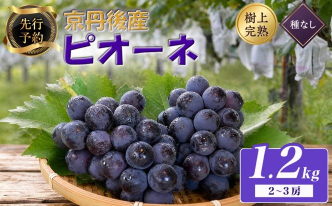 【先行予約】樹上完熟種無しピオーネ1.2kg（2～3房）（2026年9月上旬～発送） ふるさと納税 ぶどう ブドウ 葡萄 ふるさと納税 先行予約 ふるさと納税 フルーツ くだもの 果物　BF00018