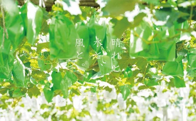 訳あり シャインマスカット 2房 合計1.1kg以上 産地直送 朝採れ ぶどう 葡萄 シャイン マスカット 岡山 Kawahara Green Farm 岡山県産 2026年 先行予約